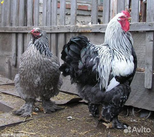 Яйцо кур Фавероль, Брама,цыплята купить на Зозу.ру - фотография № 4