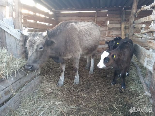 3 коровы 4 теленка-тёлочки купить на Зозу.ру - фотография № 2