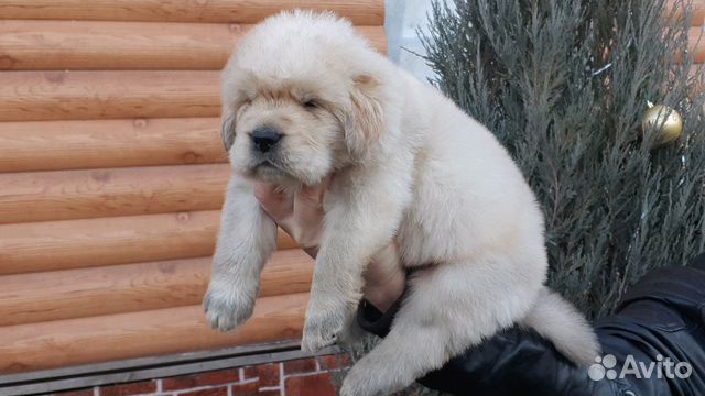 Собака щенки тибетского мастифа купить на Зозу.ру - фотография № 1