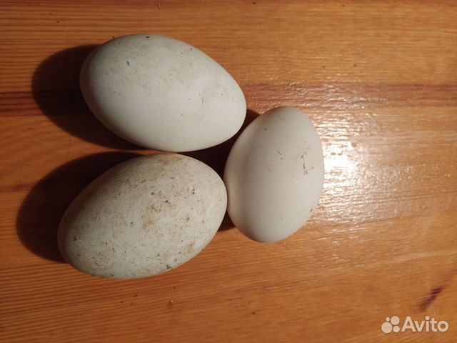 Гусиные яйца для инкубации купить на Зозу.ру - фотография № 1