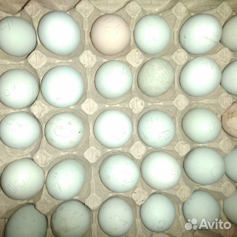 Амераукана синь синь дянь инкубационное яйцо купить на Зозу.ру - фотография № 1