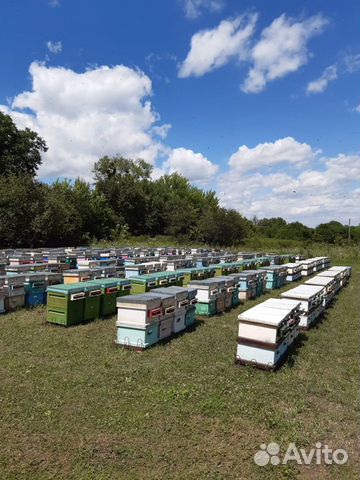 Пчеломатки купить на Зозу.ру - фотография № 7
