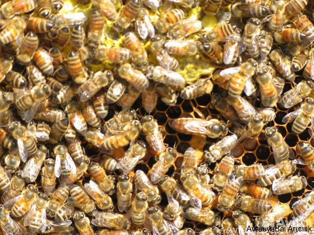 Пчелопакеты, неплодные матки пчел Бакфаст купить на Зозу.ру - фотография № 1
