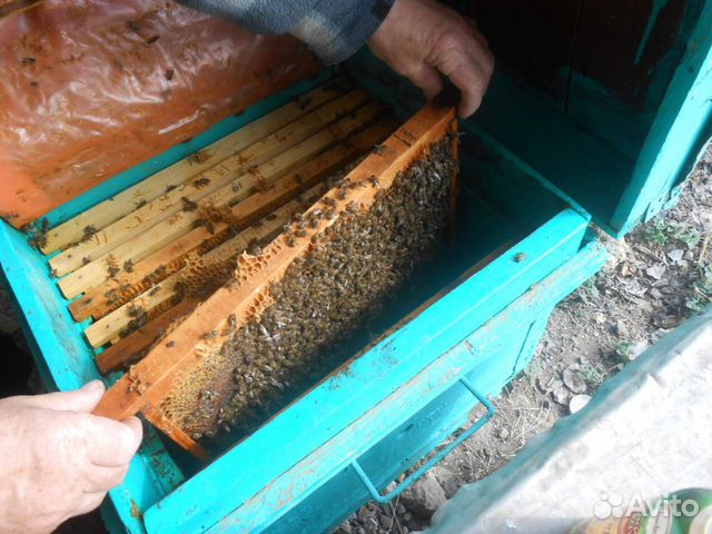 Пчелосемьи И пчелопакеты купить на Зозу.ру - фотография № 4