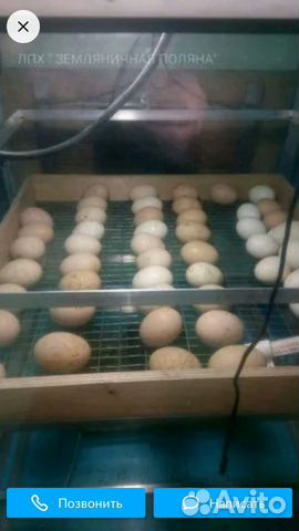 Продам инкубационное яйцо индейки и кур (звонить п купить на Зозу.ру - фотография № 1