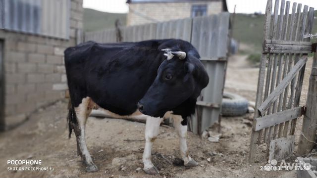 Корова с телёнком купить на Зозу.ру - фотография № 6