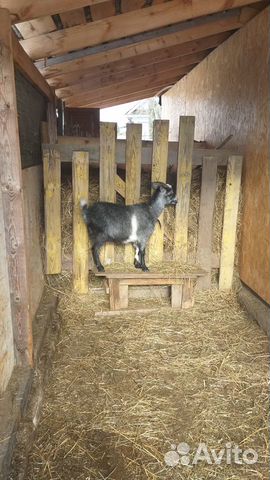 Сукотная коза купить на Зозу.ру - фотография № 1