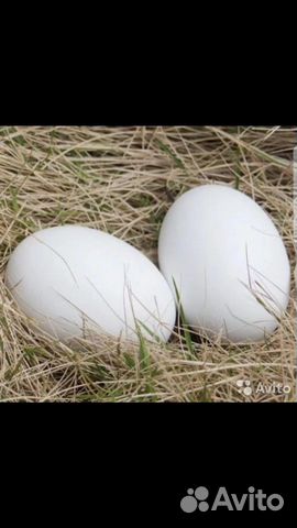 Продаю гусиное яйцо на инкубацию купить на Зозу.ру - фотография № 1