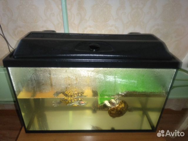 Продам аквариум с черепашками купить на Зозу.ру - фотография № 1