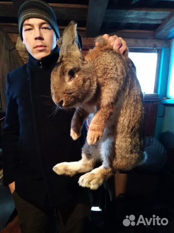 Фландер кролик купить на Зозу.ру - фотография № 1