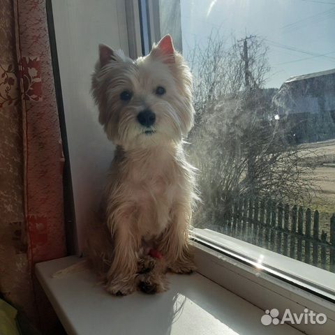 West-highland-white-terrier купить на Зозу.ру - фотография № 2