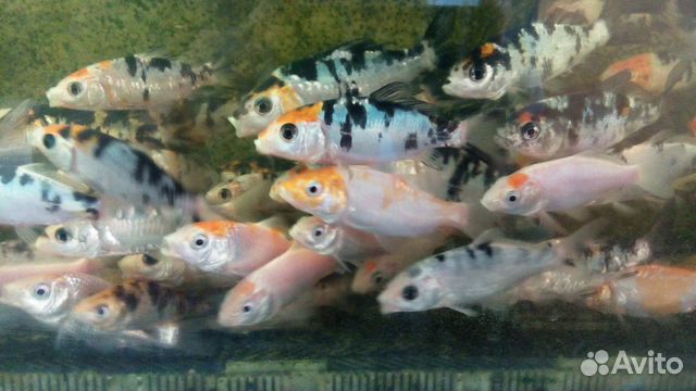 Карпы кои, золотая рыбка для прудов купить на Зозу.ру - фотография № 4