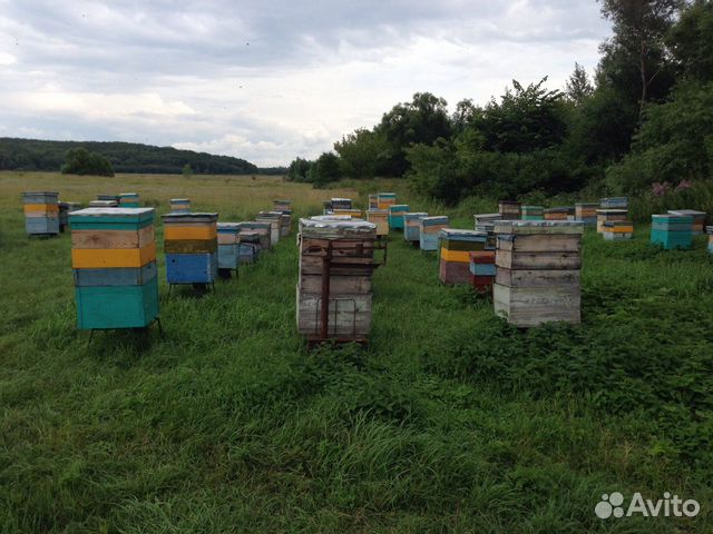 Пчелопакеты, пчелосемьи отводки продам купить на Зозу.ру - фотография № 1
