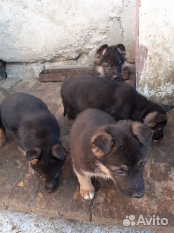 Продам щенят немецкой овчарки купить на Зозу.ру - фотография № 5