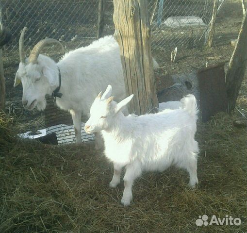 Очень добрый козёл 3 года, козы, козлята на мясо купить на Зозу.ру - фотография № 3