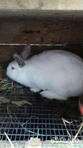 Кролики, крольчата купить на Зозу.ру - фотография № 4