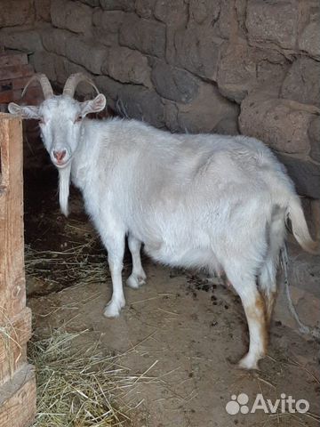 Белая рогатая дойная коза купить на Зозу.ру - фотография № 3