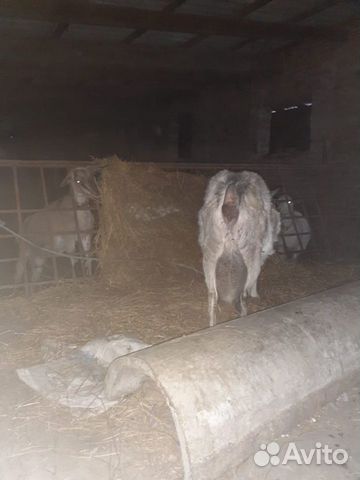 Продаются козы и козлята купить на Зозу.ру - фотография № 6