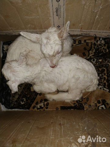 Продаются козлята молочной породы купить на Зозу.ру - фотография № 1