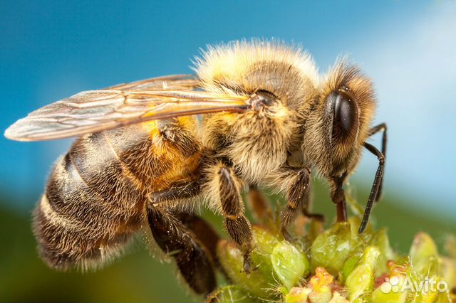 Продам пчел, заготовки ульев купить на Зозу.ру - фотография № 1