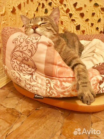 Кошечка Сережка ищет мам и пап Кошечка Сережка ищет мам и пап