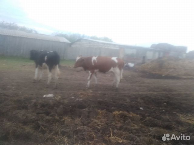 1 корова и 2 телочки купить на Зозу.ру - фотография № 5