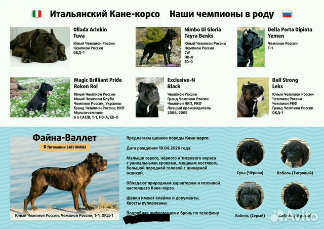 Питание кане корсо по месяцам таблица
