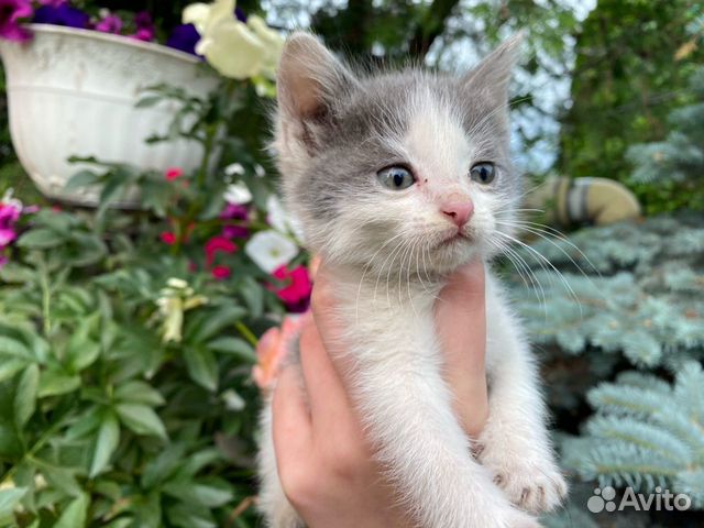 Котята в добрые руки Котята в добрые руки