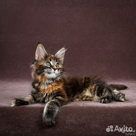Девочка Мейн Кун от титулованных родителей Девочка Мейн Кун от титулованных родителей