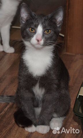 Голубой котенок Микки, 4 месяца Голубой котенок Микки, 4 месяца