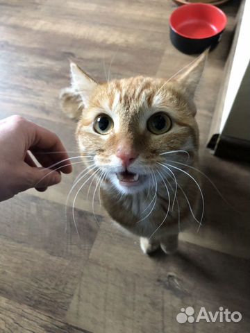 Котик Локи Котик Локи