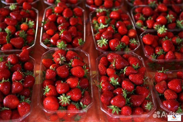 Упаковщики клубники работа вахтой 15 смен жилье