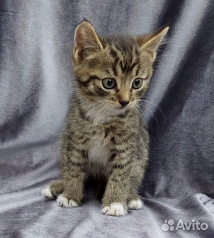 Котятки полосатые тигрятки 1,5 месяца в добрые рук Котятки полосатые тигрятки 1,5 месяца в добрые рук