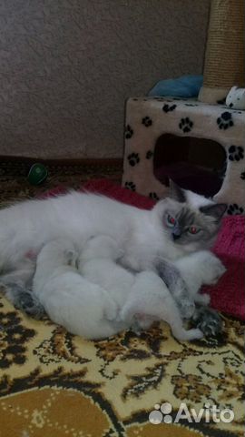 Невские маскарадные котята