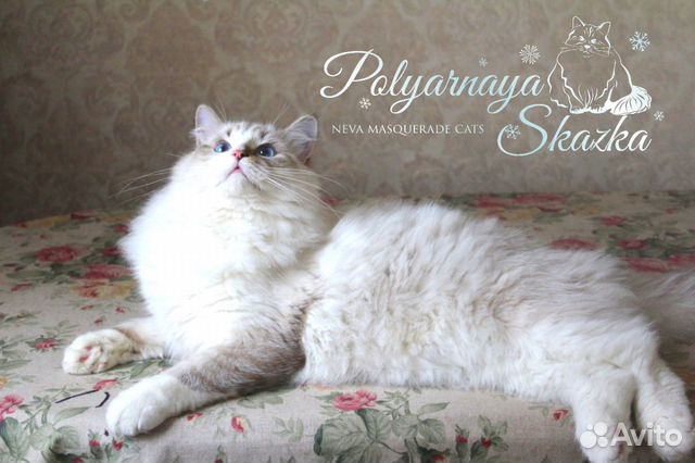 Невский маскарадный котенок