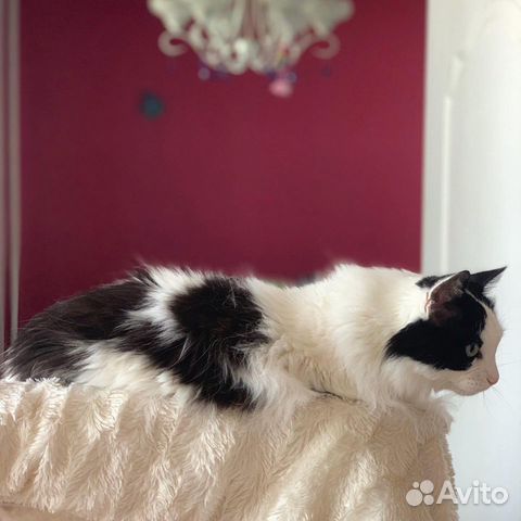 Кот Кот