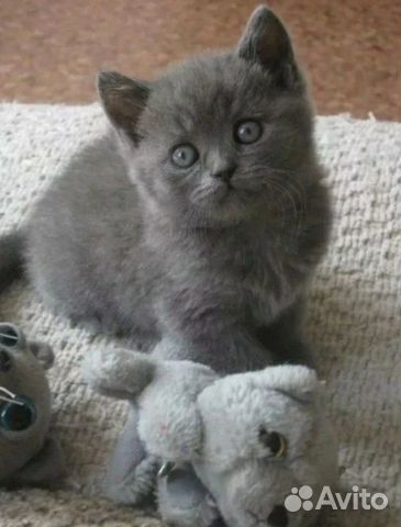 Котята скоттиш-страйт