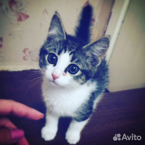 Котенок Котенок