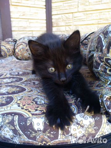 Котята в добрые руки в дар