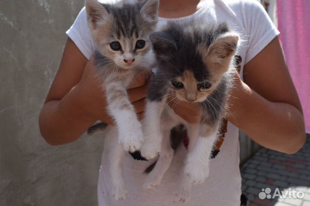Котята ищут дом Котята ищут дом