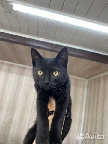 Котенок