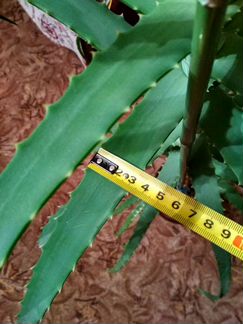 Алоэ (столетник) лечебный