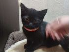 Черные котята объявление продам