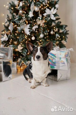 Кобель Вельш Корги Кардиган на вязку