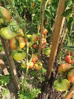 Семена коллекционных томатов