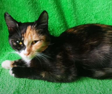 Трехцветная кошечка отдам бесплатно