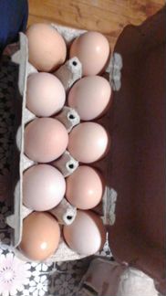 Инкубационное яйцо. Цыплята голошеек, бройлеров