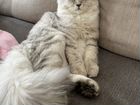 Шикарный котенок сибиряк с шиншиллой