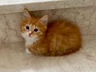 Рыжий котенок пушистый объявление продам