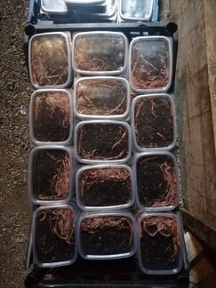 Червь навозный